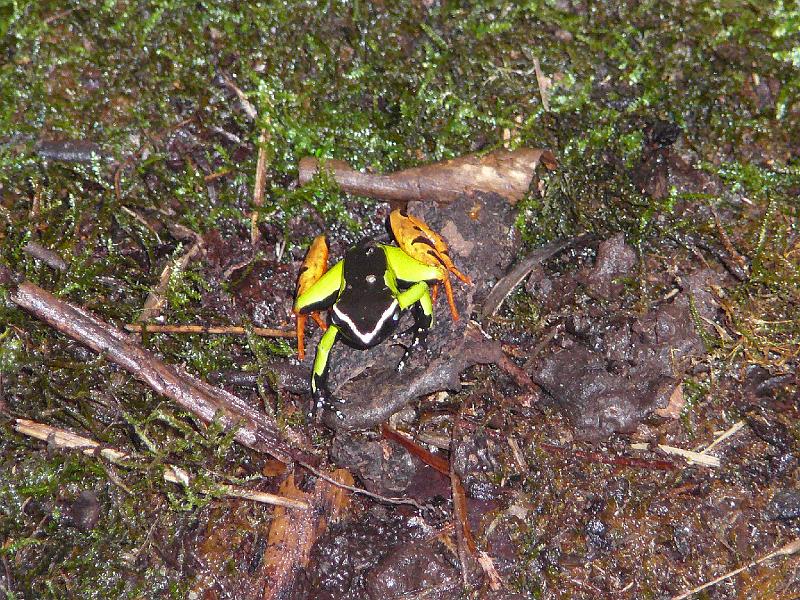 326 Mantella Frog